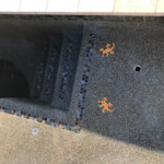 AZ, In Construction, MATERIALS, MOSAICS, New Swimming Pool, Shotcrete, TILE, Tucson AZ, In Construction, MATERIALS, MOSAICS, New Swimming Pool, Shotcrete, TILE, Tucson