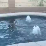 SPECIAL FEATURES, WATER FEATURES SPECIAL FEATURES, WATER FEATURES